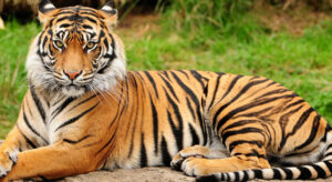 7 hechos del mundo animal que quizás no sabías.