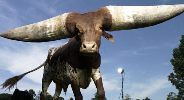 15 animales raros que parecen de mentira